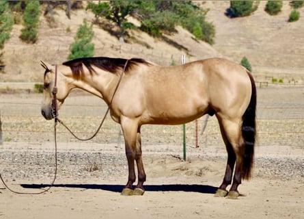 Caballo cuarto de milla, Caballo castrado, 10 años, 150 cm, Buckskin/Bayo