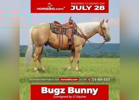 Caballo cuarto de milla, Caballo castrado, 10 años, 155 cm, Palomino