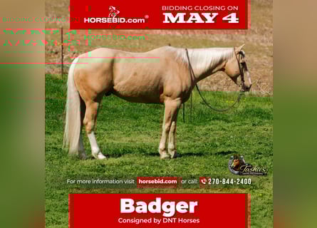 Caballo cuarto de milla, Caballo castrado, 10 años, Palomino