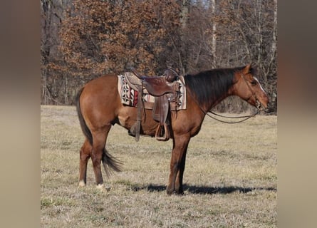 Caballo cuarto de milla, Caballo castrado, 11 años, 147 cm, Bayo