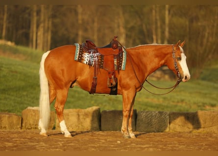 Caballo cuarto de milla, Caballo castrado, 11 años, 152 cm, Palomino