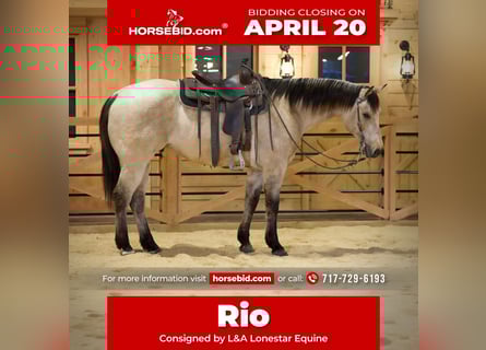 Caballo cuarto de milla, Caballo castrado, 11 años, 155 cm, Buckskin/Bayo