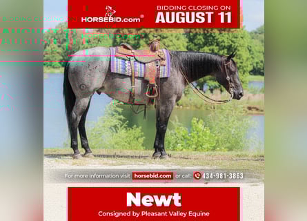 Caballo cuarto de milla, Caballo castrado, 11 años, 155 cm, Ruano azulado