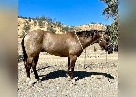 Caballo cuarto de milla, Caballo castrado, 12 años, 152 cm, Grullo