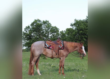 Caballo cuarto de milla, Caballo castrado, 12 años, 157 cm, Ruano alazán