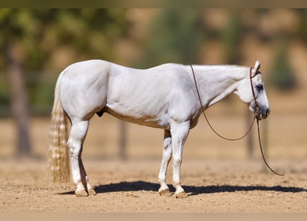 Caballo cuarto de milla, Caballo castrado, 12 años, Tordo