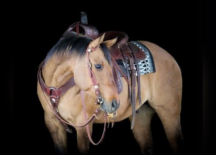 Caballo cuarto de milla, Caballo castrado, 13 años, 150 cm, Bayo