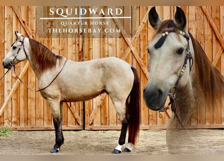 Caballo cuarto de milla, Caballo castrado, 13 años, 150 cm, Buckskin/Bayo