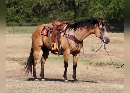 Caballo cuarto de milla, Caballo castrado, 13 años, 155 cm, Buckskin/Bayo