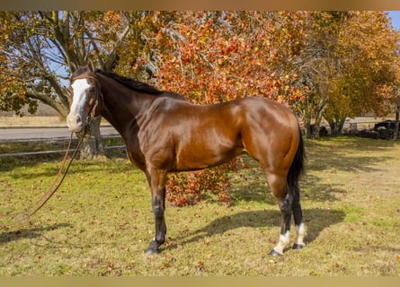 Caballo cuarto de milla, Caballo castrado, 13 años, 163 cm, Castaño rojizo