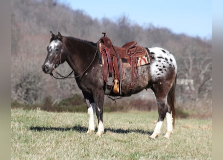 Caballo cuarto de milla, Caballo castrado, 13 años, Castaño rojizo