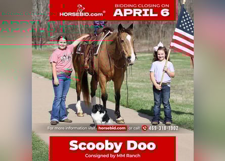 Caballo cuarto de milla, Caballo castrado, 14 años, 142 cm, Buckskin/Bayo