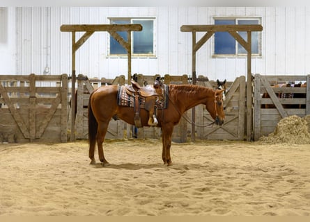 Caballo cuarto de milla, Caballo castrado, 14 años, 147 cm, Alazán rojizo