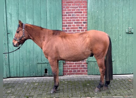 Caballo cuarto de milla, Caballo castrado, 14 años, 150 cm