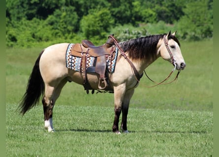 Caballo cuarto de milla, Caballo castrado, 14 años, Buckskin/Bayo