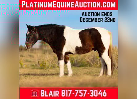 Caballo cuarto de milla, Caballo castrado, 15 años, 145 cm, Castaño-ruano