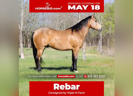 Caballo cuarto de milla, Caballo castrado, 15 años, 152 cm, Buckskin/Bayo