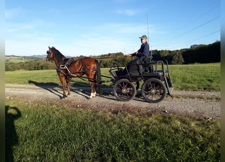 Caballo cuarto de milla, Caballo castrado, 16 años, 145 cm, Castaño