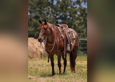 Caballo cuarto de milla, Caballo castrado, 16 años, Ruano alazán
