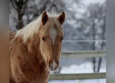 Caballo cuarto de milla, Caballo castrado, 1 año, 151 cm, Palomino