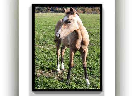 Caballo cuarto de milla, Caballo castrado, 1 año, 154 cm, Buckskin/Bayo