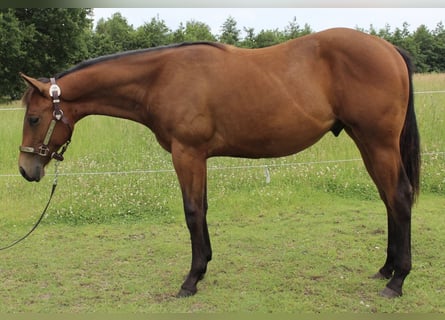 Caballo cuarto de milla, Caballo castrado, 1 año, 158 cm, Castaño
