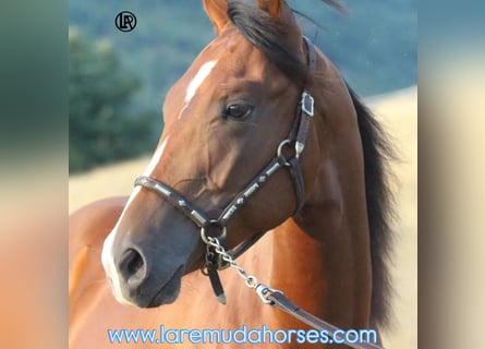 Caballo cuarto de milla, Caballo castrado, 1 año, Castaño rojizo