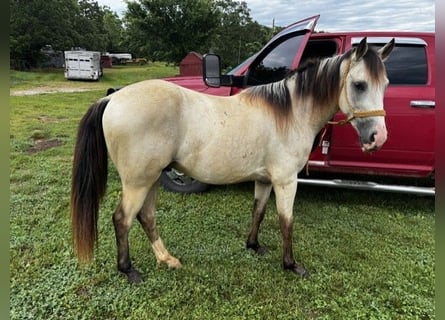 Caballo cuarto de milla, Caballo castrado, 2 años, 132 cm, Buckskin/Bayo