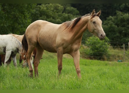 Caballo cuarto de milla Mestizo, Caballo castrado, 2 años, 150 cm, Champán