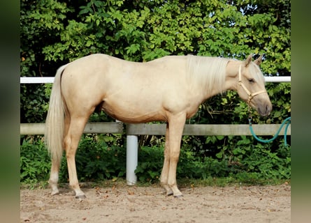 Caballo cuarto de milla, Caballo castrado, 2 años, 150 cm, Palomino