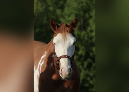Caballo cuarto de milla, Caballo castrado, 2 años, 150 cm, Pío