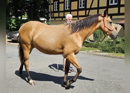 Caballo cuarto de milla, Caballo castrado, 2 años, 152 cm, Buckskin/Bayo
