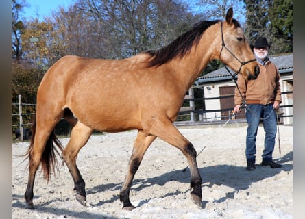 Caballo cuarto de milla, Caballo castrado, 2 años, 152 cm, Buckskin/Bayo