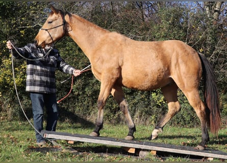 Caballo cuarto de milla, Caballo castrado, 2 años, 152 cm, Buckskin/Bayo