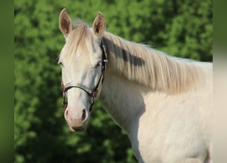 Caballo cuarto de milla, Caballo castrado, 2 años, 155 cm, Champán