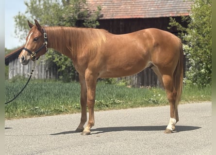 Caballo cuarto de milla, Caballo castrado, 2 años