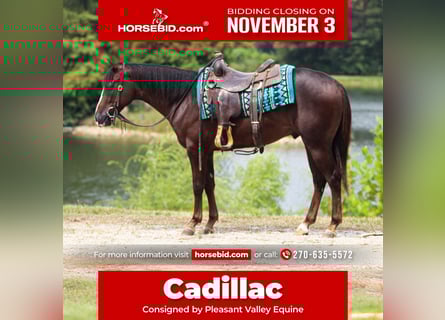 Caballo cuarto de milla, Caballo castrado, 3 años, 145 cm, Alazán-tostado