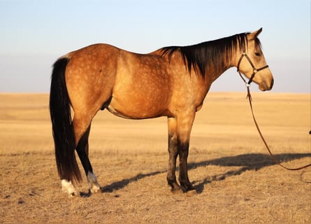 Caballo cuarto de milla, Caballo castrado, 3 años, 145 cm, Buckskin/Bayo