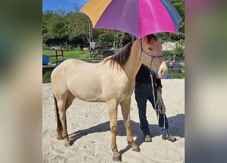 Caballo cuarto de milla, Caballo castrado, 3 años, 146 cm, Champán