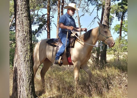 Caballo cuarto de milla, Caballo castrado, 3 años, 146 cm, Champán