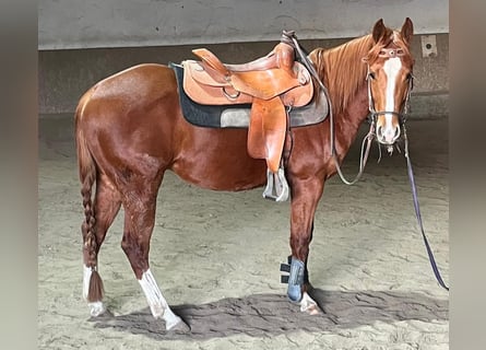 Caballo cuarto de milla, Caballo castrado, 3 años, 147 cm, Alazán