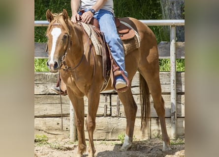 Caballo cuarto de milla, Caballo castrado, 3 años, 148 cm, Alazán