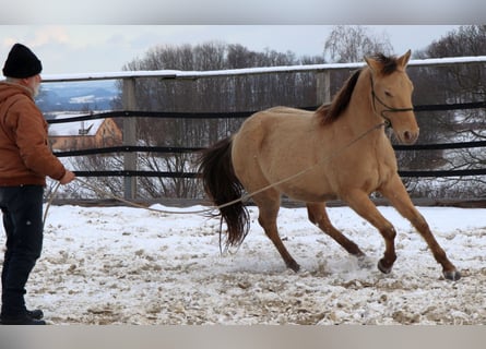 Caballo cuarto de milla, Caballo castrado, 3 años, 148 cm, Champán