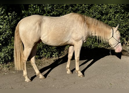 Caballo cuarto de milla, Caballo castrado, 3 años, 148 cm, Cremello