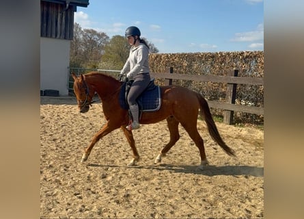 Caballo cuarto de milla, Caballo castrado, 3 años, 148 cm, Red Dun/Cervuno