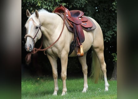 Caballo cuarto de milla Mestizo, Caballo castrado, 3 años, 150 cm, Palomino