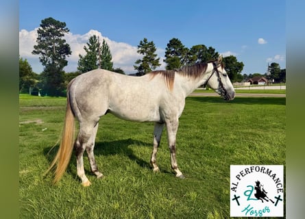 Caballo cuarto de milla, Caballo castrado, 3 años, 151 cm, Tordo
