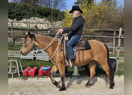 Caballo cuarto de milla, Caballo castrado, 3 años, 152 cm, Buckskin/Bayo