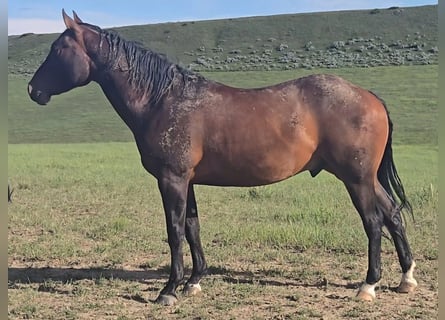 Caballo cuarto de milla, Caballo castrado, 3 años, 152 cm, Castaño rojizo