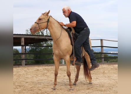 Caballo cuarto de milla, Caballo castrado, 3 años, 152 cm, Champán